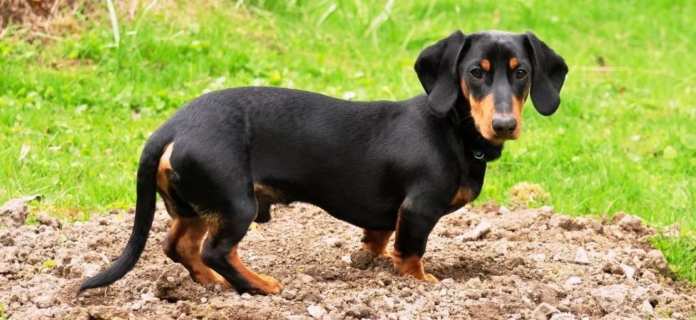 Un perro salchicha protagonizó un asesinato (imagen ilustrativa)