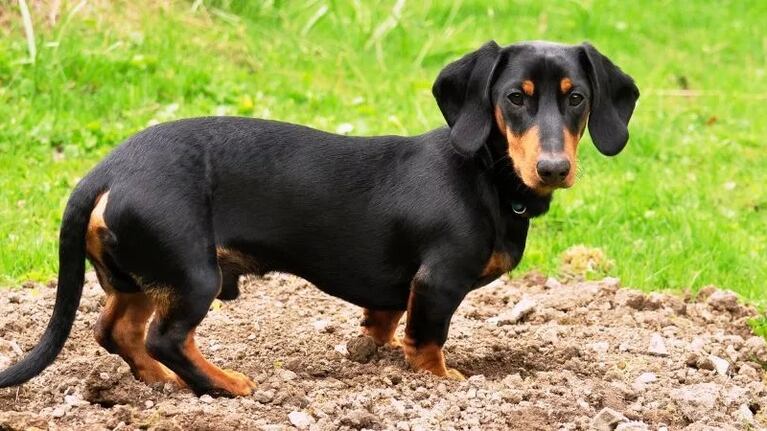 Un perro salchicha protagonizó un asesinato (imagen ilustrativa)