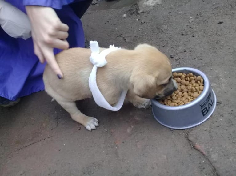 Un perro sufrió el corte total de una patita y lo abandonaron: necesita un hogar