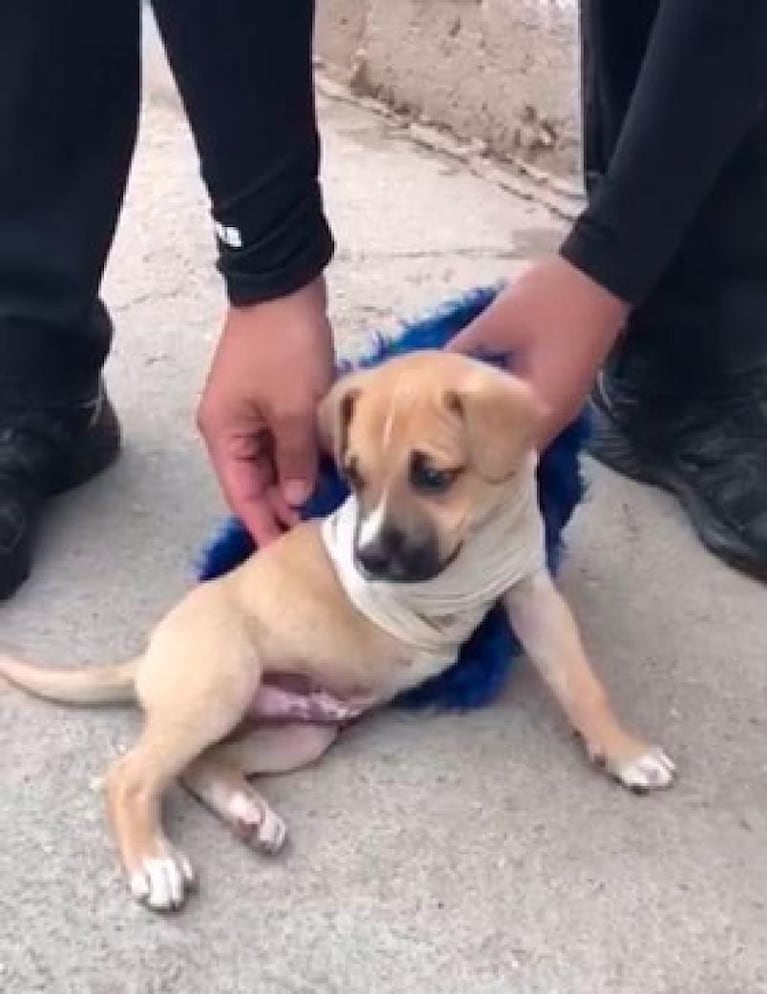 Un perro sufrió el corte total de una patita y lo abandonaron: necesita un hogar