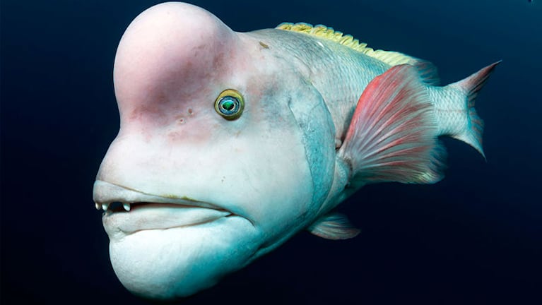 Un pez de la especie semicossyphus reticulatus, en las profundidades del océano.