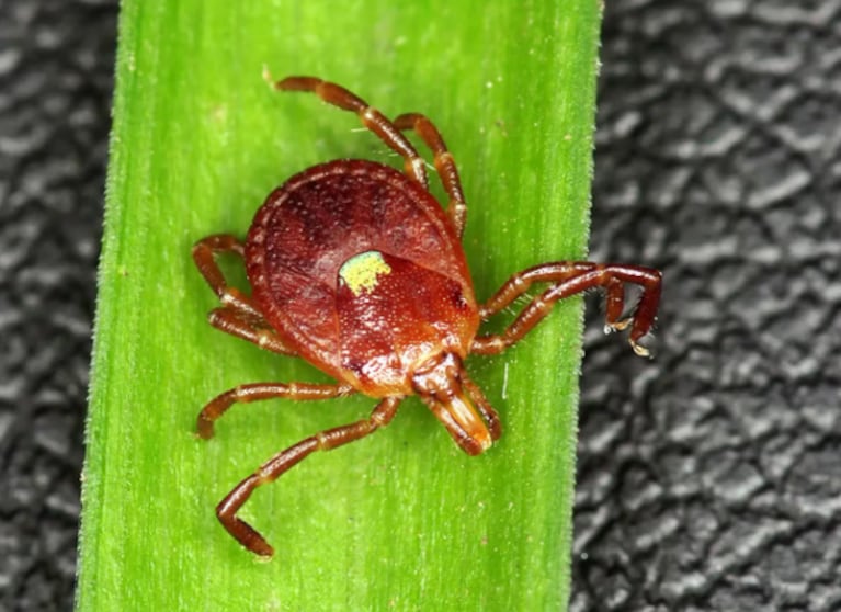 Un piloto murió tras comer una hamburguesa y estudios revelaron la extraña causa