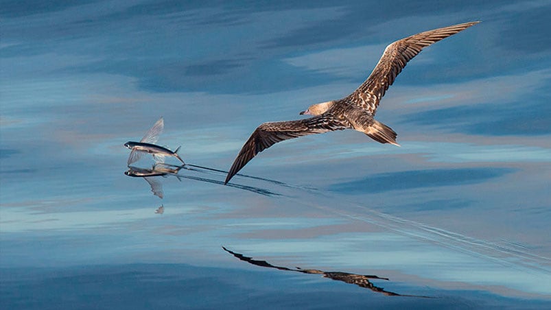 Un piquero patirrojo, una especie que habita en océanos tropicales, persigue a su comida.