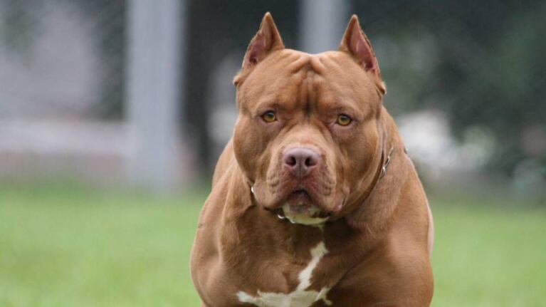 Un pitbull atacó a un hombre en barrio Pueyrredón.
