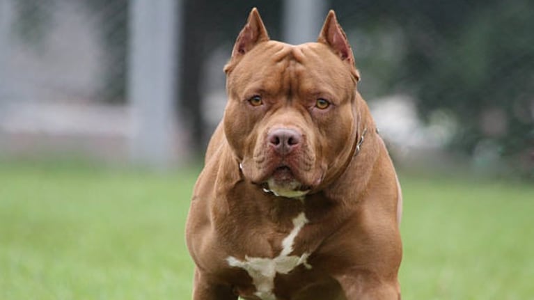 Un pitbull atacó a una nena de dos años en Córdoba ( Imagen ilustrativa).