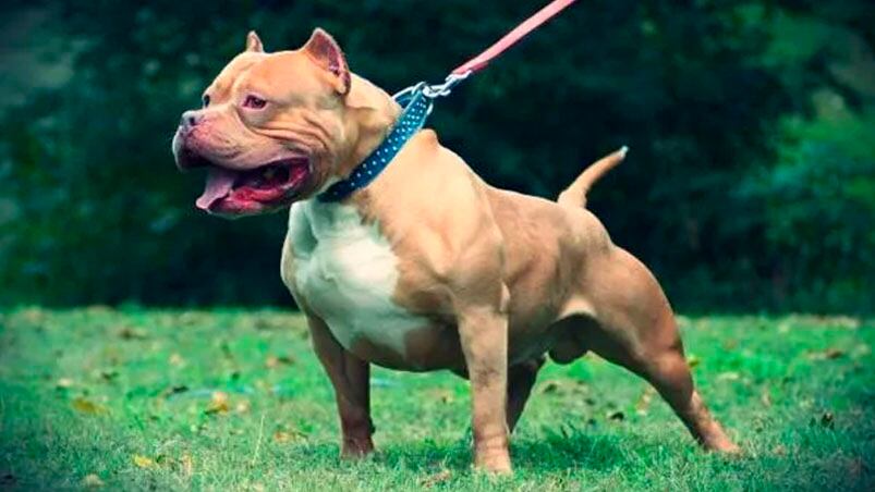 Un pitbull atacó e hirió a cinco personas. (Foto ilustrativa).