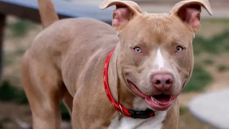 Un pitbull le arrancó un dedo y el dueño deberá indemnizarlo.