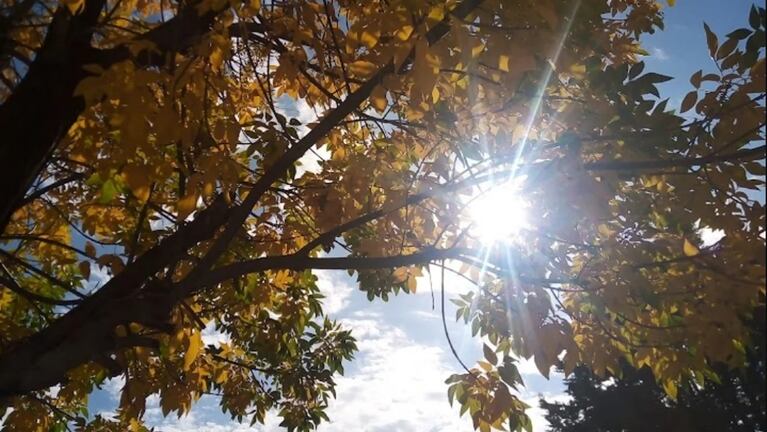 Un poquito de primavera en el inicio del invierno en Córdoba.