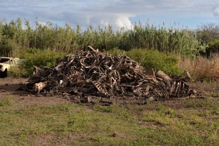 Un productor que les vendía animales muertos a los carniceros imputados sospechaba que la carne no era para los perros.