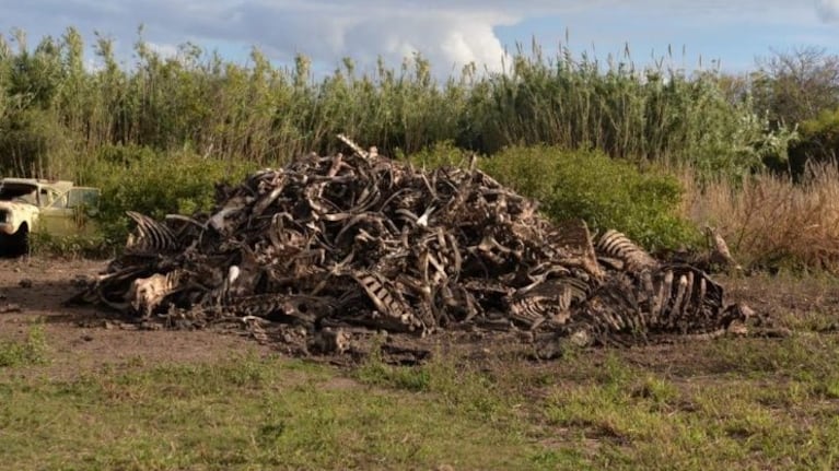 Un productor que les vendía animales muertos a los carniceros imputados sospechaba que la carne no era para los perros.