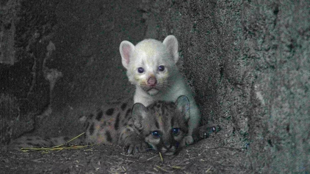 Un puma albino nació en un Zoo de Nicaragua.