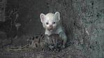 Un puma albino nació en un Zoo de Nicaragua.