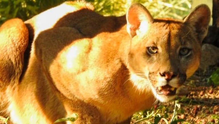 Un puma apareció en San Marcos Sierras, mató a un perro y fue capturado