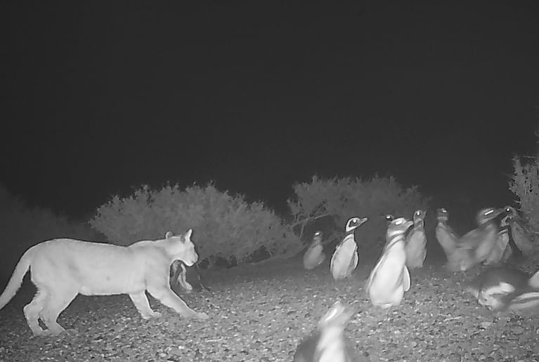 Un puma cazando pingüinos en Santa Cruz. (Mitchell Serota via The New York Times) -- NO SALES; FOR EDITORIAL USE ONLY WITH NYT STORY PUMAS PREY ON PENGUINS BY ALEXA ROBLES-GIL FOR DEC. 16, 2025. ALL OTHER USE PROHIBITED. --