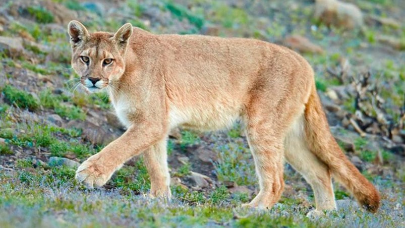 Un puma mantiene en alerta a Villa María. Foto ilustrativa.