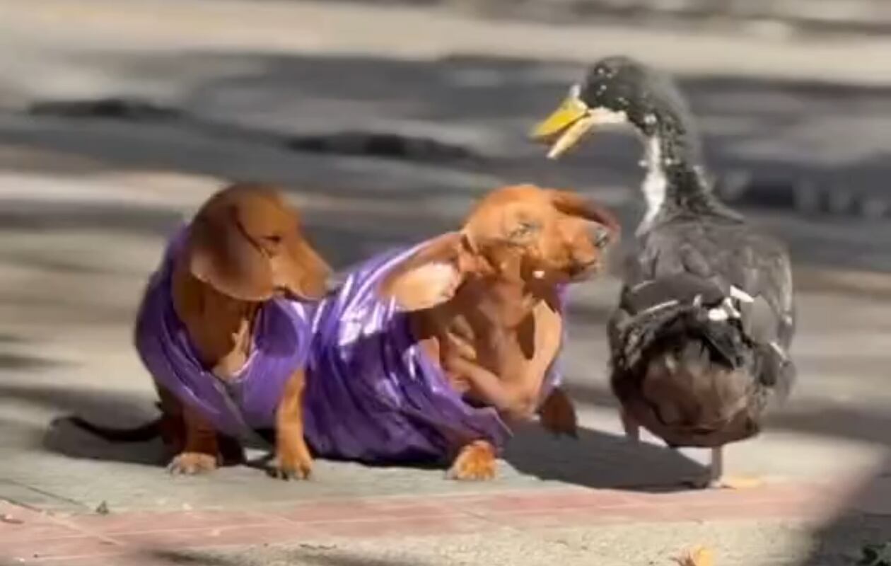 Un reconocido animal fue denunciado por atacar a otras mascotas en Mendoza.