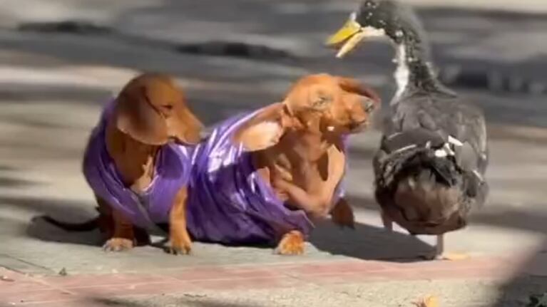 Un reconocido animal fue denunciado por atacar a otras mascotas en Mendoza.