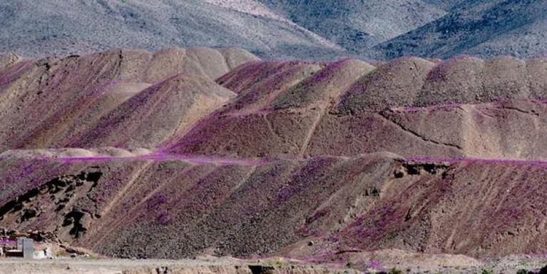 Un regalo de la naturaleza: crecieron flores en pleno desierto