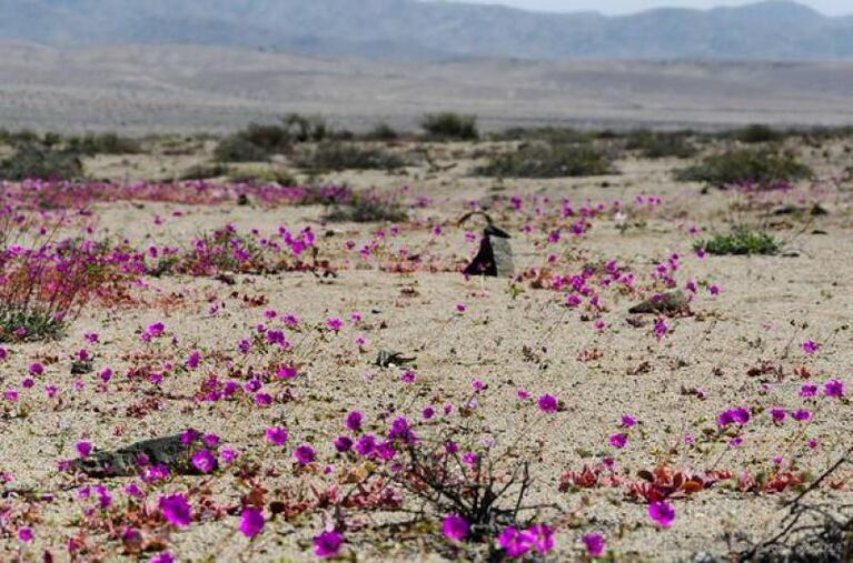 Un regalo de la naturaleza: crecieron flores en pleno desierto
