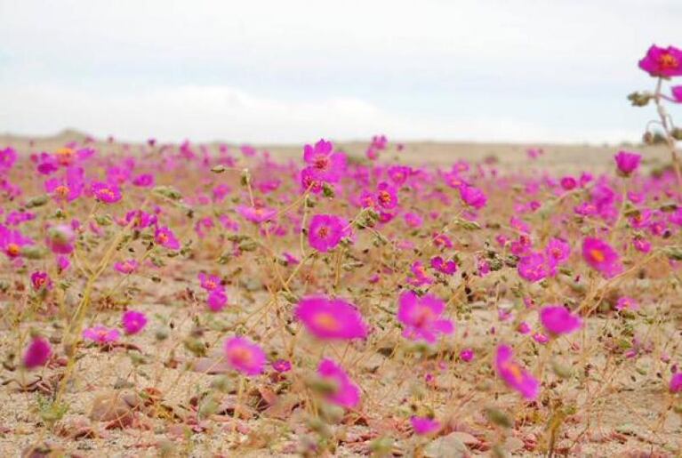 Un regalo de la naturaleza: crecieron flores en pleno desierto