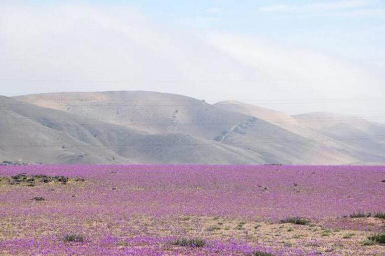 Un regalo de la naturaleza: crecieron flores en pleno desierto
