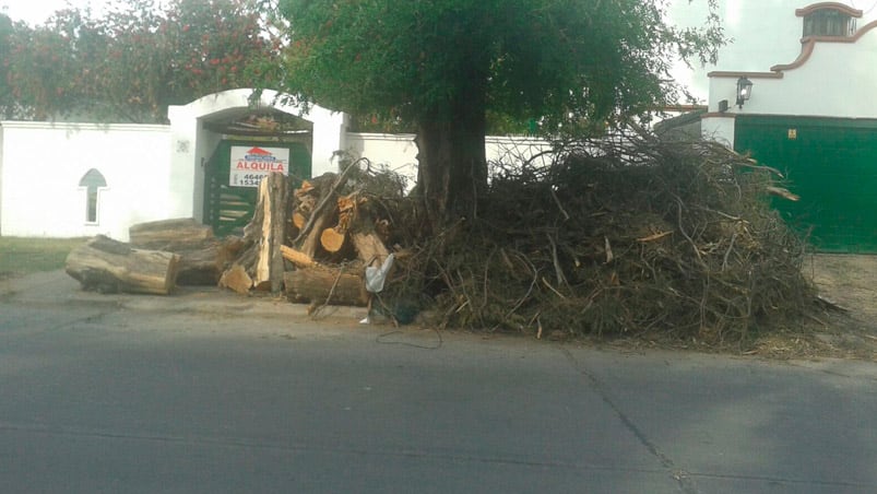 Un relevamiento mostró que el barrio tiene 8 mil especies. Fotos: Nati Martín 