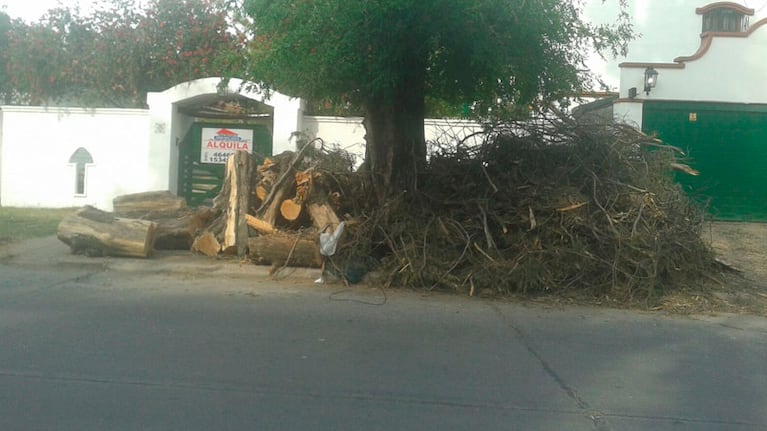 Un relevamiento mostró que el barrio tiene 8 mil especies. Fotos: Nati Martín