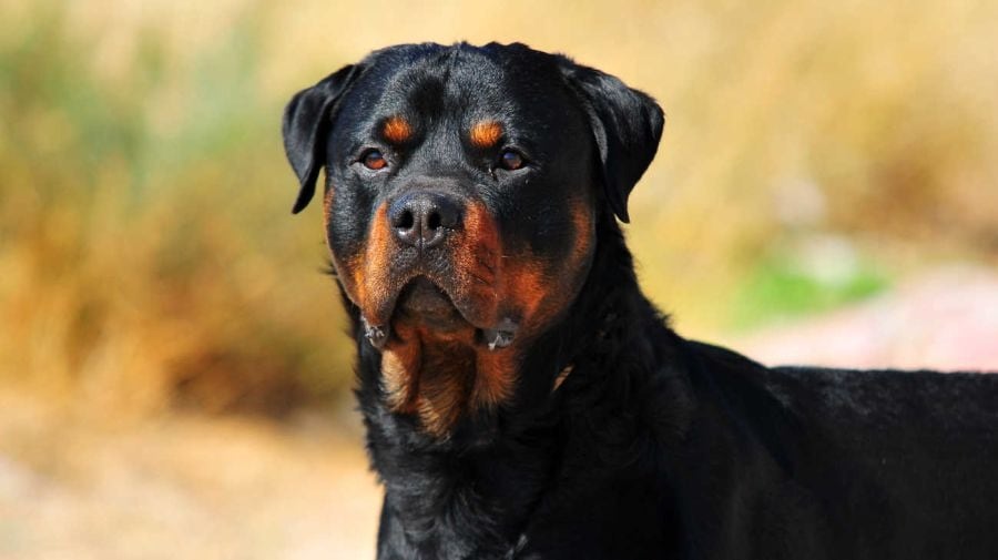 Un rottweiler atacó a una nena de tres años. (IMAGEN ILUSTRATIVA)