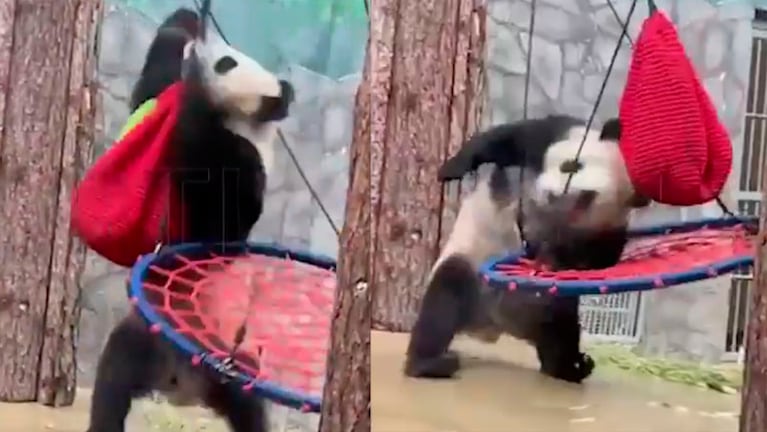 Un simpático oso panda peleador, protagonista de un viral.