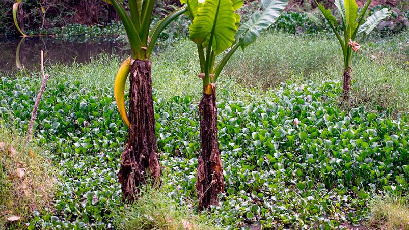 Un temible depredador está escondido entre las plantas. 