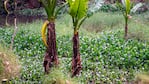 Un temible depredador está escondido entre las plantas. 