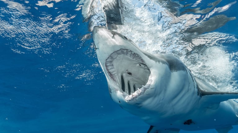 Un tiburón atacó a dos personas en el Mar Rojo (Foto: Ilustrativa/Pexels)