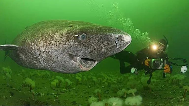 Un tiburón de 399 años sorprende y llena de enigmas a los científicos: lo que se sabe