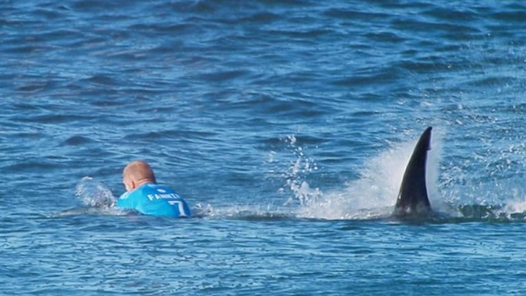Un tiburón mató a un bañista cerca de Sydney. Foto: Ilustrativa  National Geographic