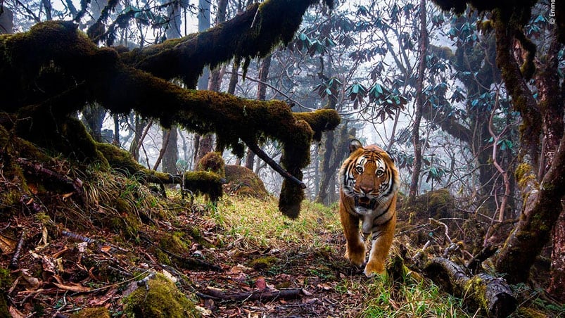 Un tigre de Bengala fijó su vista en la cámara escondida, en Bután, plena cordillera del Himalaya.