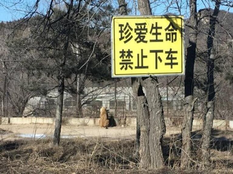 Un tigre mató a una mujer en un zoológico de China