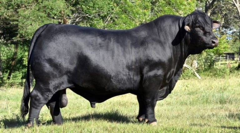 Un toro atacó a un operario (Foto ilustrativa).