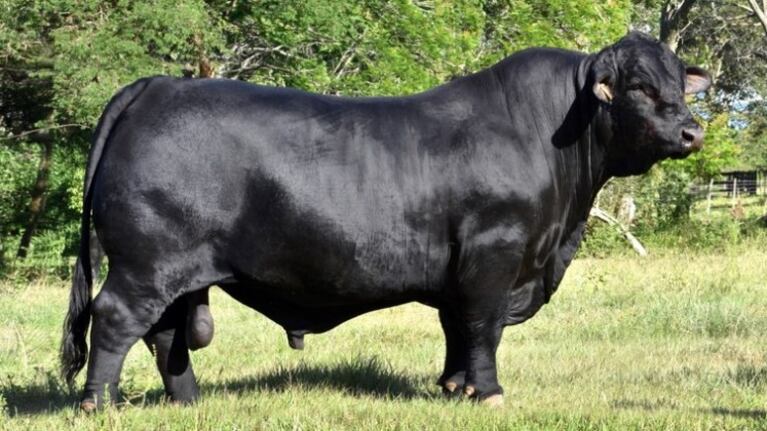 Un toro atacó a un operario (Foto ilustrativa).