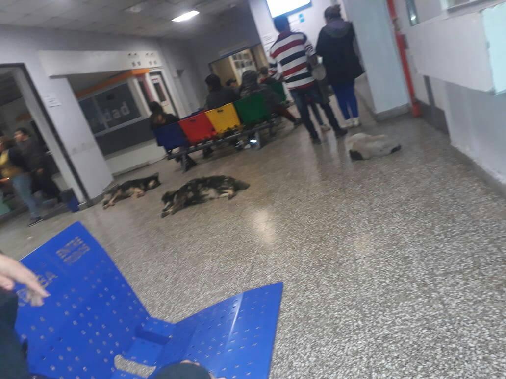 Un triste panorama registró la madre de una nena internada en el hospital público.