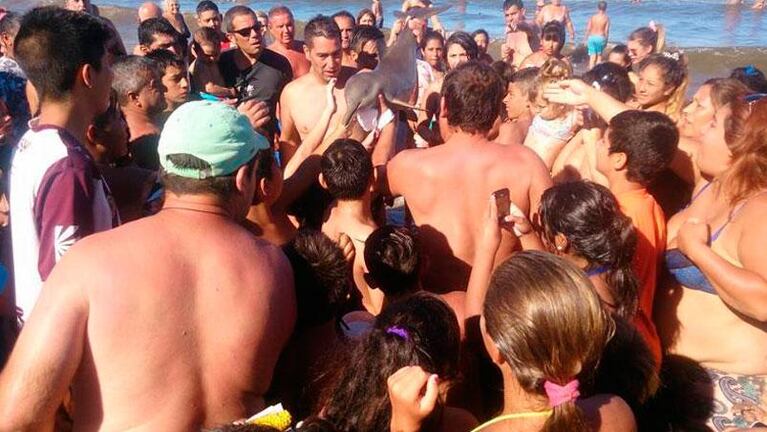 Un turista sacó del mar a un delfín y murió en sus manos