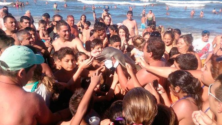 Un turista sacó del mar a un delfín y murió en sus manos