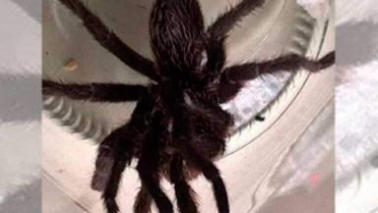 Un vecino capturó una tarántula y se la mostró a los medios.