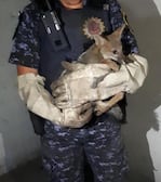 Un vecino lo vio en la playa de estacionamiento. 