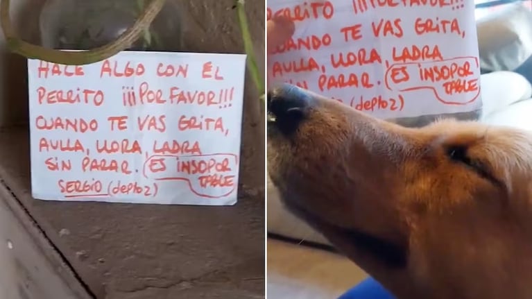 Un vecino se quejó del desgarrador llanto de su perra. (Foto: captura TikTok @patopisauri)