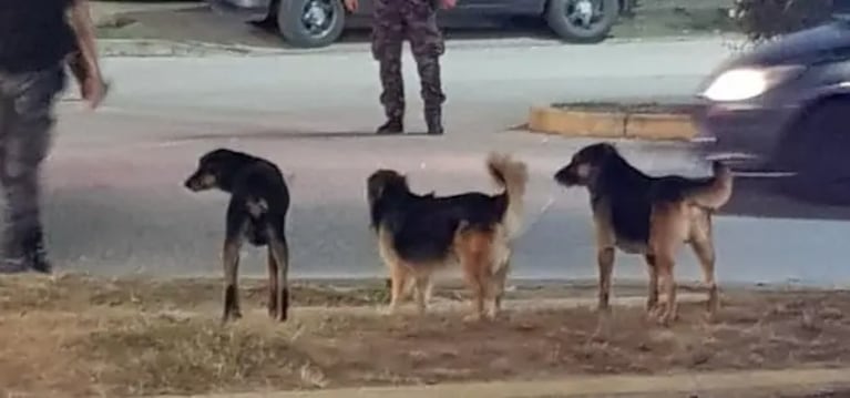 Un vendedor de peperina murió en un accidente (Imagen: Carlos Paz Vivo).