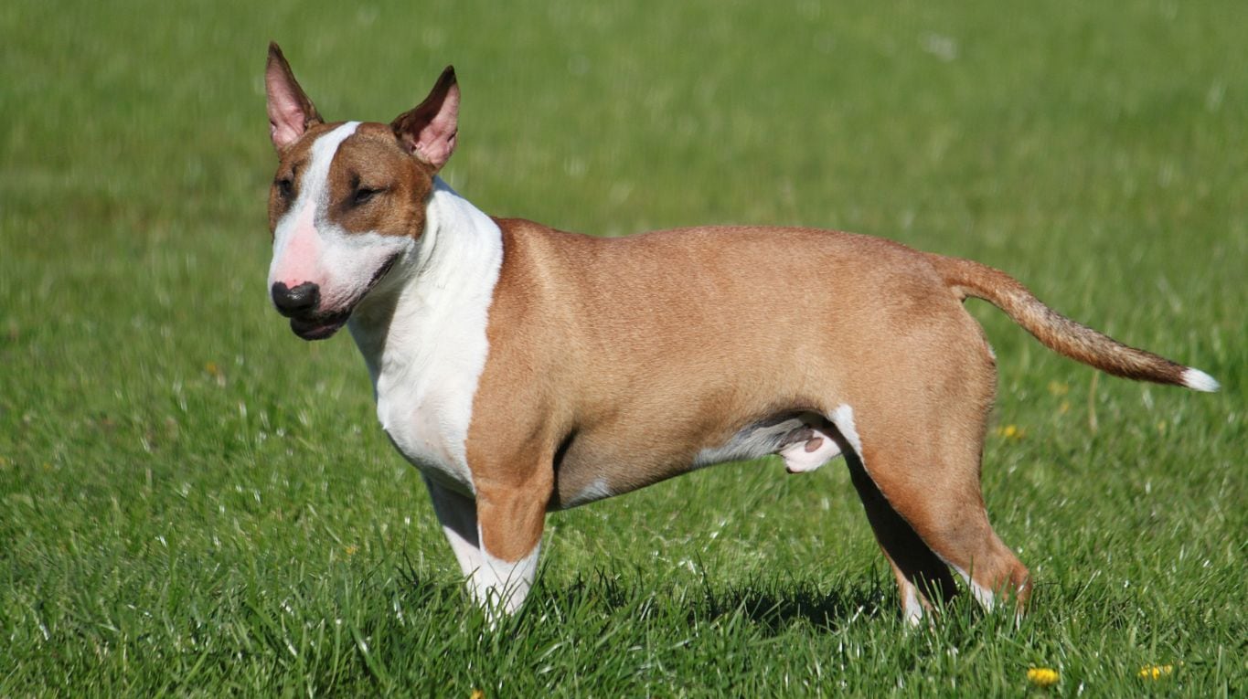 Un veterinario fue atacado por un bull terrier y quedó ciego. (Foto: gentileza mivet)