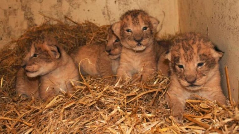 Un zoológico de Suecia reconoció que sacrificó a nueve leones cachorros