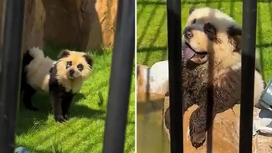 Un zoológico tiñó perros para que parezcan osos panda.