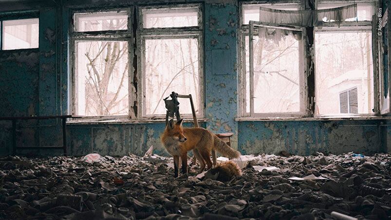 Un zorro, en una escuela abandonada en Prípiat, Ucrania: ciudad fantasma tras el desastre nuclear de Chernóbil.