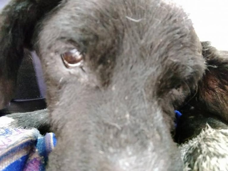 Una acción para copiar: policías rescataron a un perro abandonado